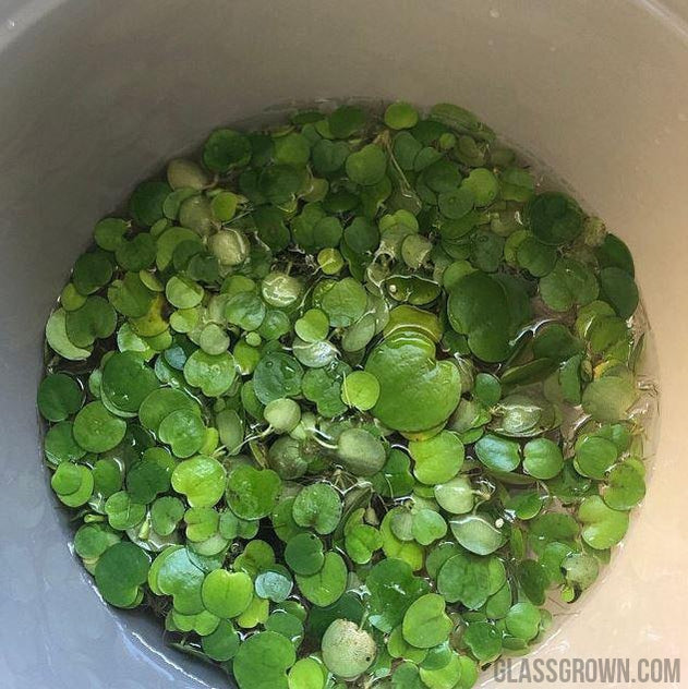 Frogbit 4oz Cup Portion