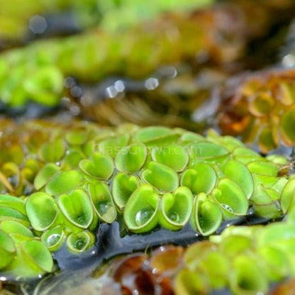 Salvinia Cucullata (Velvet Spangles) Plantlets 3 Pack