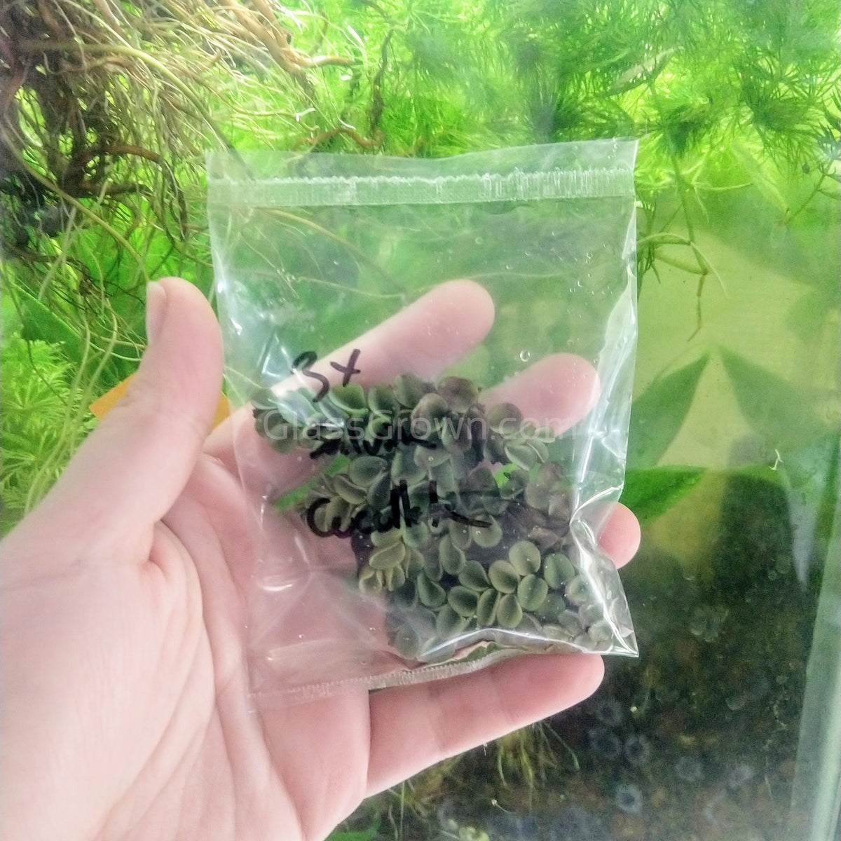 Salvinia Cucullata (Velvet Spangles) Plantlets 3 Pack
