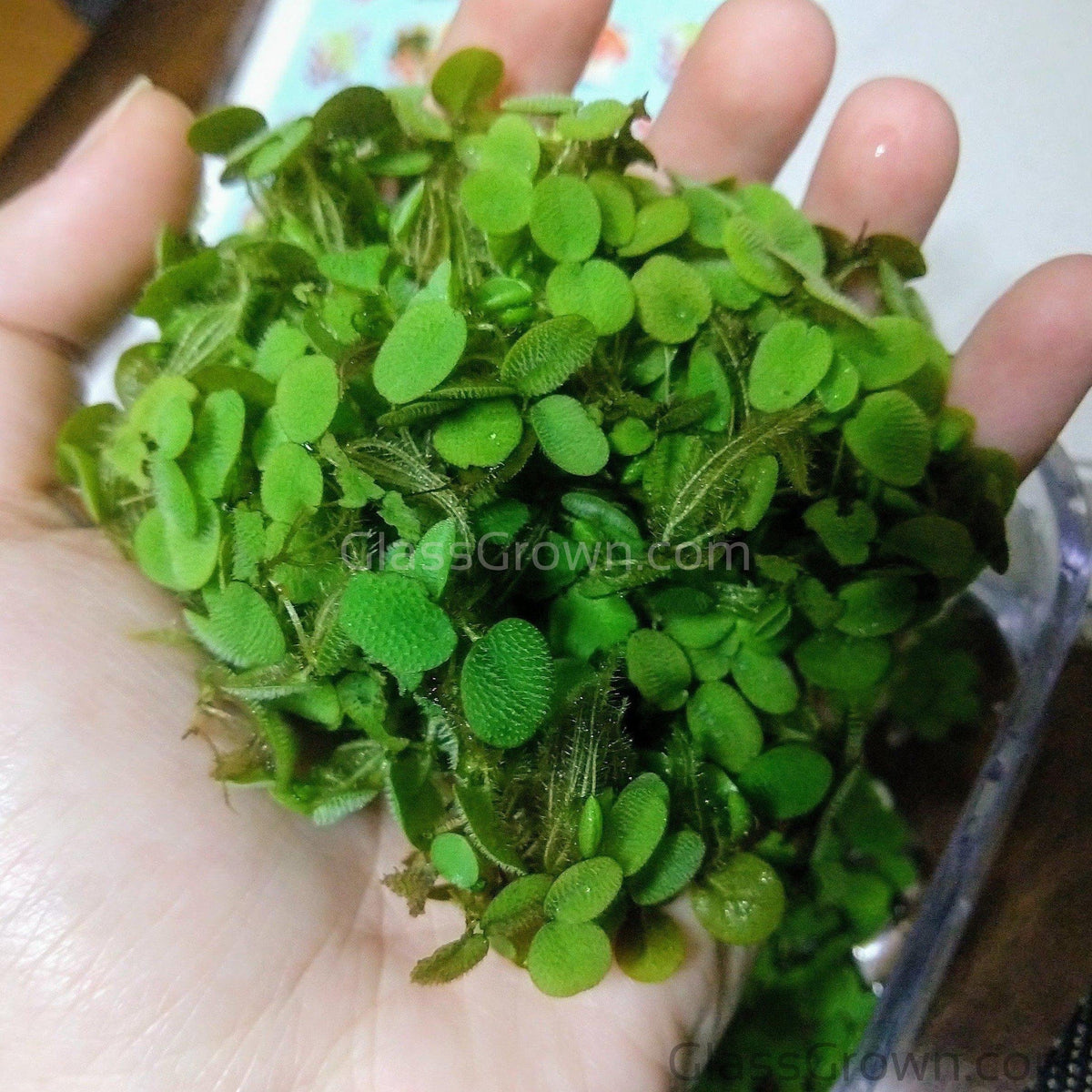 Salvinia Minima 4oz Portion