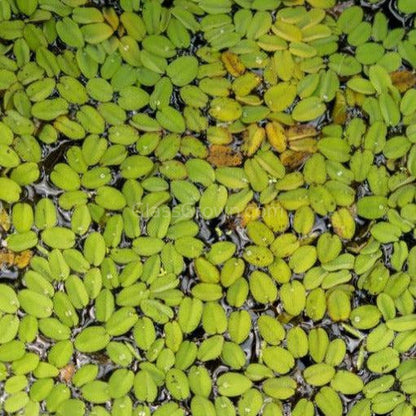 Salvinia Minima 4oz Portion