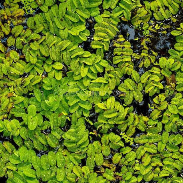 Salvinia Minima 4oz Portion