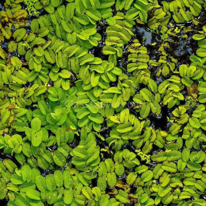 Salvinia Minima 4oz Portion