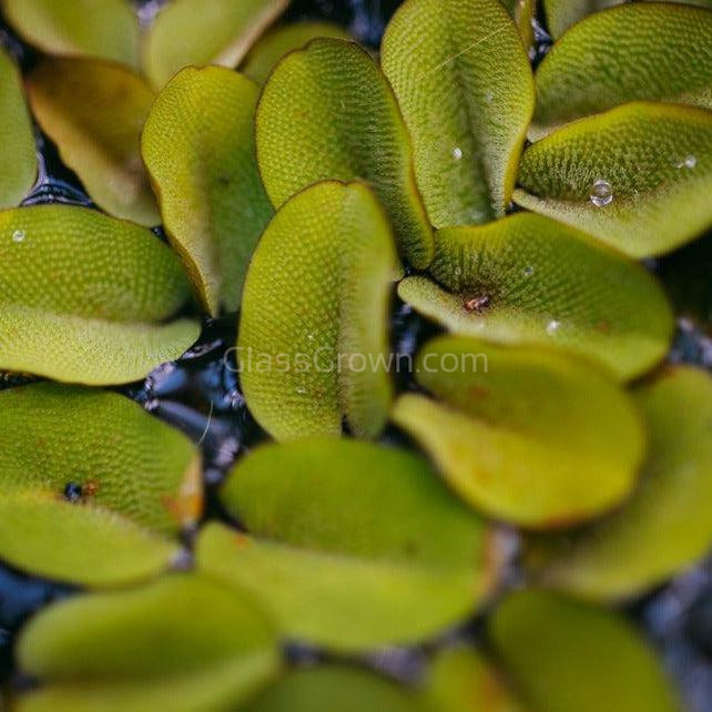 Salvinia Minima 4oz Portion