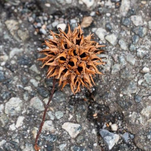 Sweet Gum Pods 3 Pack