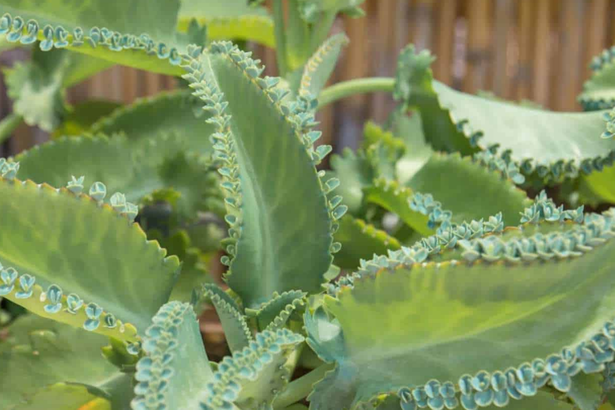 Kalanchoe Succulent - 3 Live Mother of Thousands Plants - Kalanchoe daigremontiana Indoor/Outdoor