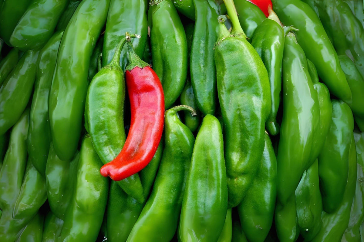30 Anaheim Hot Pepper Seeds – Mild Chili Variety for Roasting, Salsa & Cooking – Capsicum annuum, Productive Upright Plants