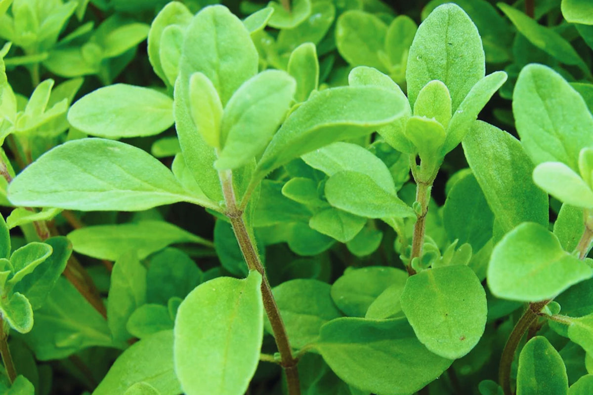 Sweet Marjoram Herb Seeds – Non-GMO, Organic, Origanum majorana, Culinary & Aromatic, Indoor & Outdoor Gardening