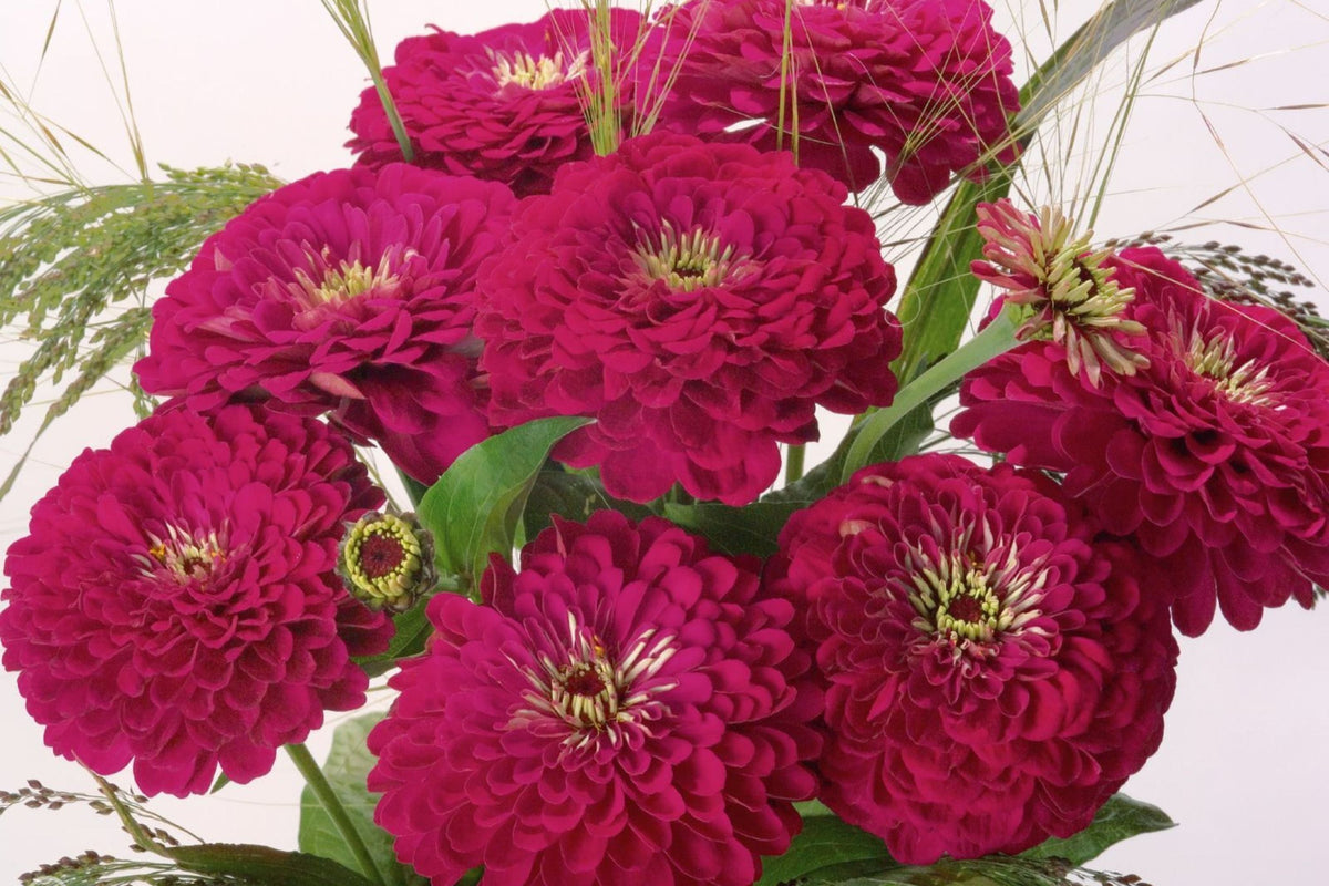 Benary Giant Wine Zinnia Seeds, 100+ Flower Seeds, Deep Burgundy Blooms, Cut Flower Garden, Pollinator-Friendly, Full Sun