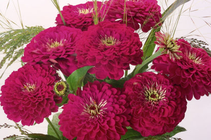 Benary Giant Wine Zinnia Seeds, 100+ Flower Seeds, Deep Burgundy Blooms, Cut Flower Garden, Pollinator-Friendly, Full Sun
