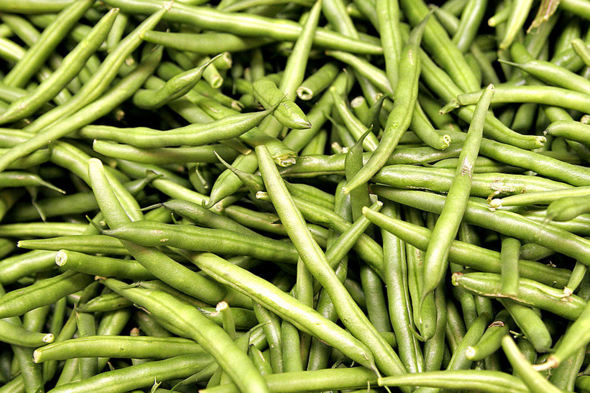 Asparagus Bean Seeds - 20 Seeds - Yard Long Red-Seeded Strain - Vigna unguiculata subsp. sesquipedalis
