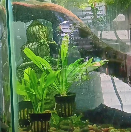 Amazon Sword