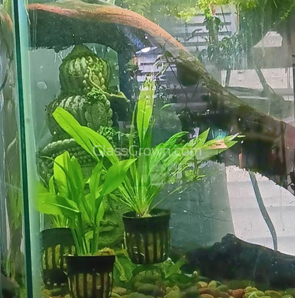 Amazon Sword