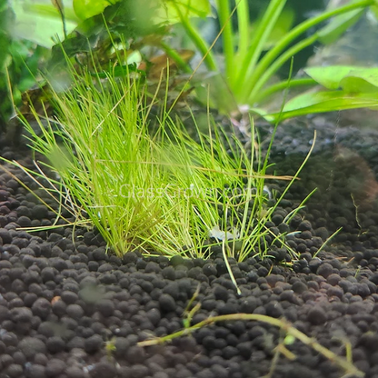 Dwarf Hairgrass (Eleocharis parvula)