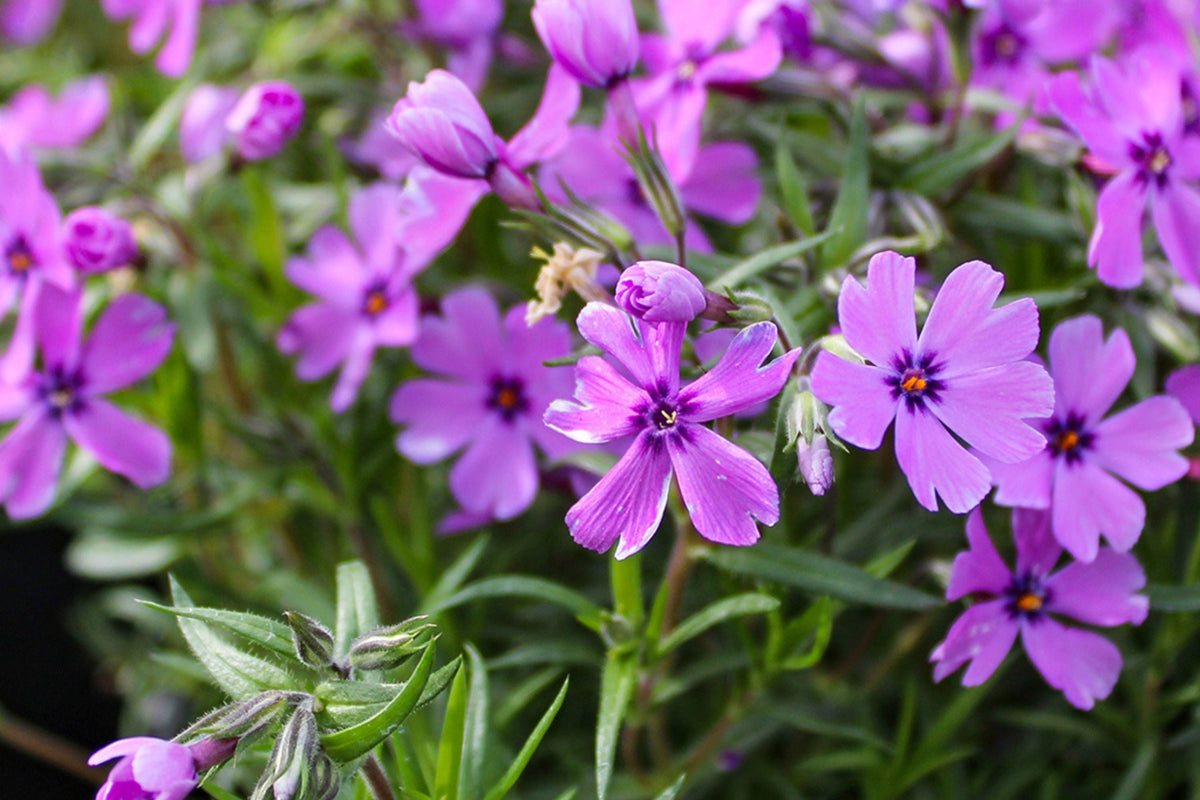 Purple Beauty Moss Phlox Seeds, 100+ Non-GMO Flower Seeds, Ground Cover Perennial, Full Sun, USDA Zones 3-9, Attracts Pollinators