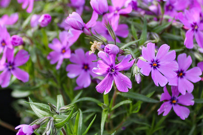 Purple Beauty Moss Phlox Seeds, 100+ Non-GMO Flower Seeds, Ground Cover Perennial, Full Sun, USDA Zones 3-9, Attracts Pollinators