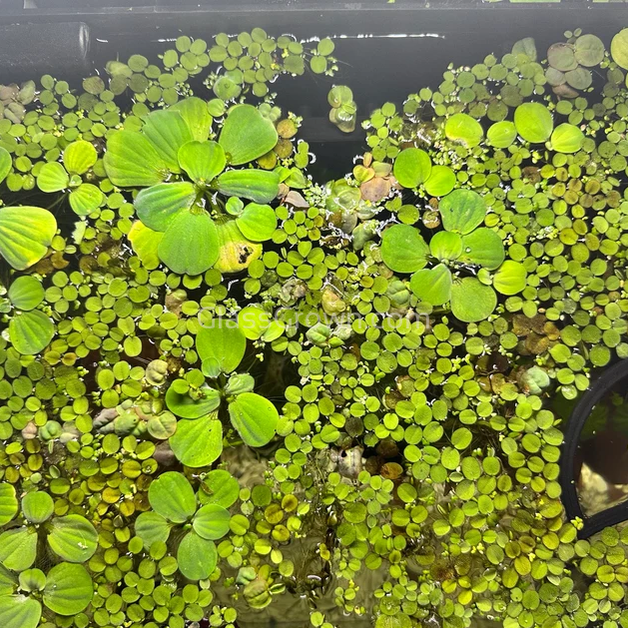One Cup of Mixed Floaters