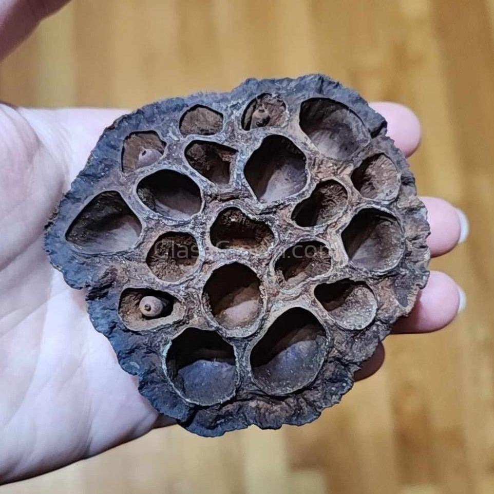 Dried Lotus Pods 3 Pack