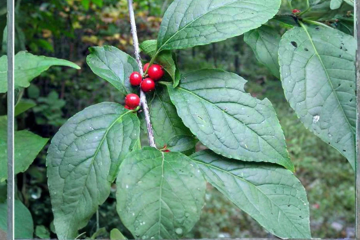 Ilex montana Mountain Winterberry Seeds | Native Holly Shrub with Bright Red Berries for Wildlife & Ornamental Gardens