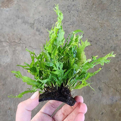 Java Fern Windelov