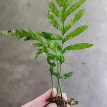 African Water Fern (Bolbitis Heudelotii)