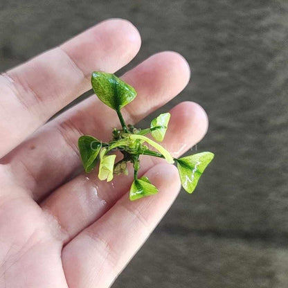 Anubias Nana Pinto