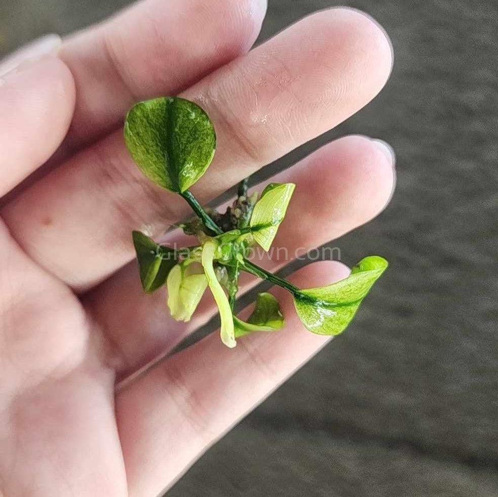 Anubias Nana Pinto
