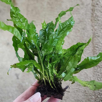 Java Fern