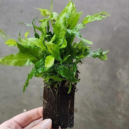 Java Fern