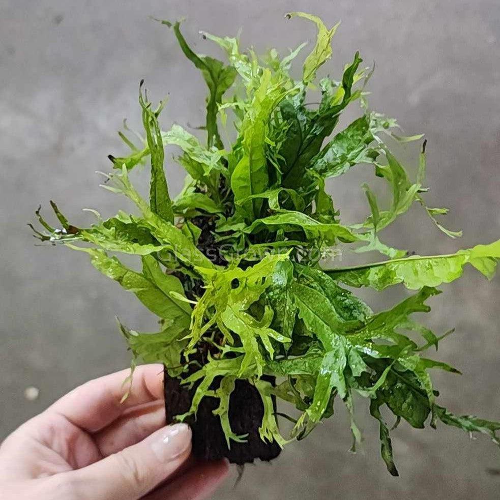Java Fern Windelov