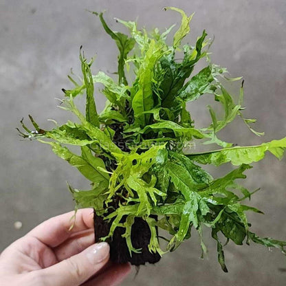 Java Fern Windelov