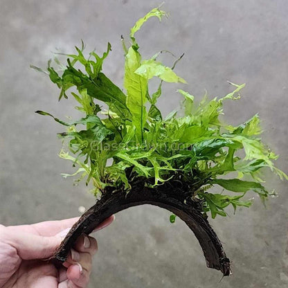 Java Fern Windelov