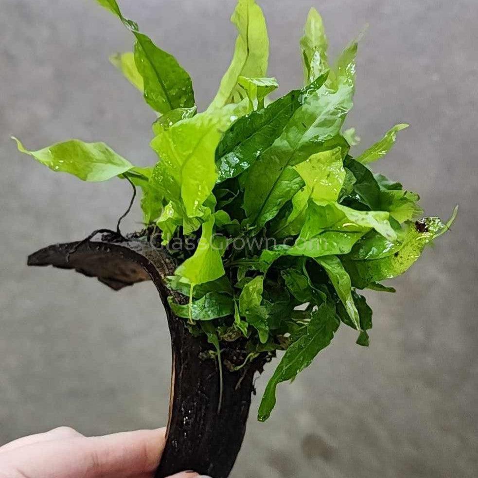 Java Fern