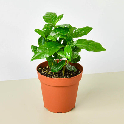 Arabica Coffee - NURSERY POT ONLY