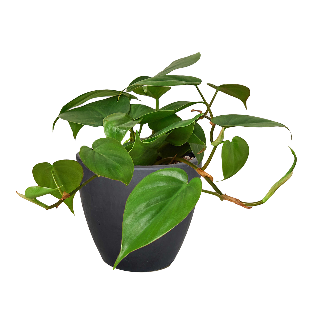 Philodendron Cordatum Heartleaf