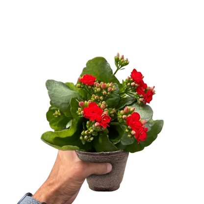 Kalanchoe 'Blossfeldiana'