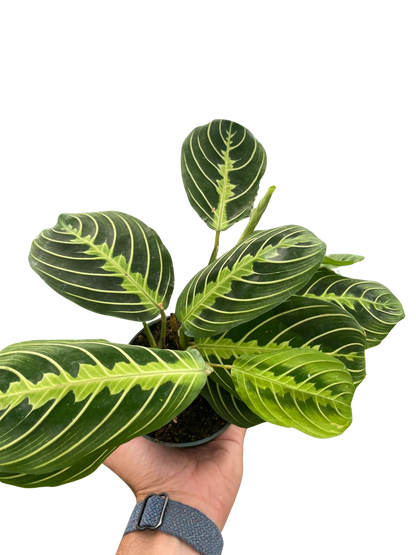 Maranta 'Lemon Lime' - 4" Pot - NURSERY POT ONLY