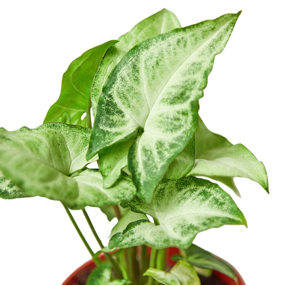 Syngonium 'White Butterfly'