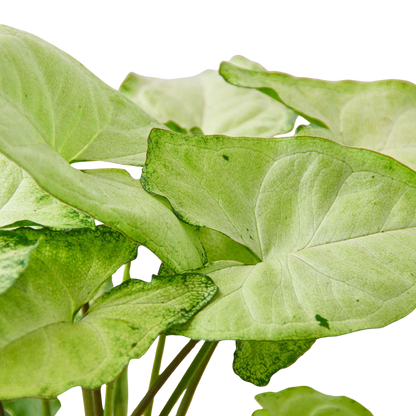 Syngonium 'White Butterfly'