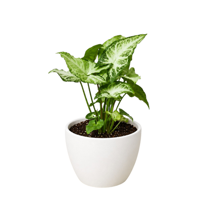 Syngonium 'White Butterfly'