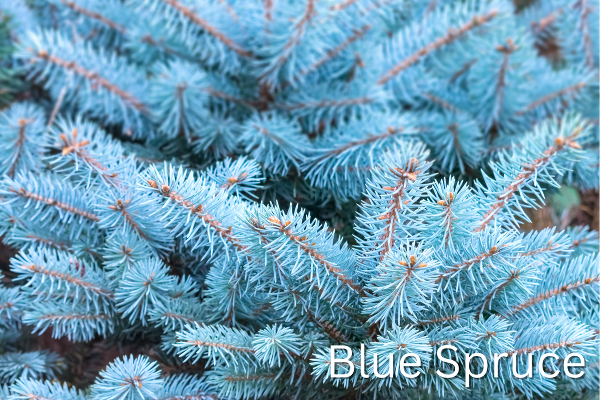 Grow Your Own CHRISTMAS TREE COLLECTION - 4 Gift Packets of Tree Seeds - Fraser Fir, Balsam Fir, Douglas Fir, & Blue Spruce + Free Gift Bag