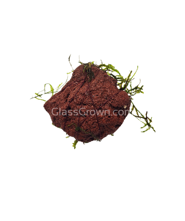 Java on a Lava! Java Moss on a Lava Rock