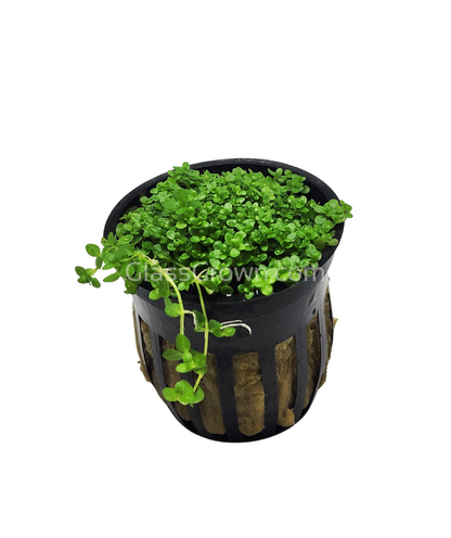 Dwarf Baby Tears (Hemianthus Callitrichoides)