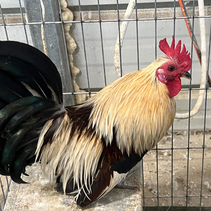 6 Rare Serama Bantam Hatching Eggs – World’s Smallest Chicken – Fertile & Freshly Collected