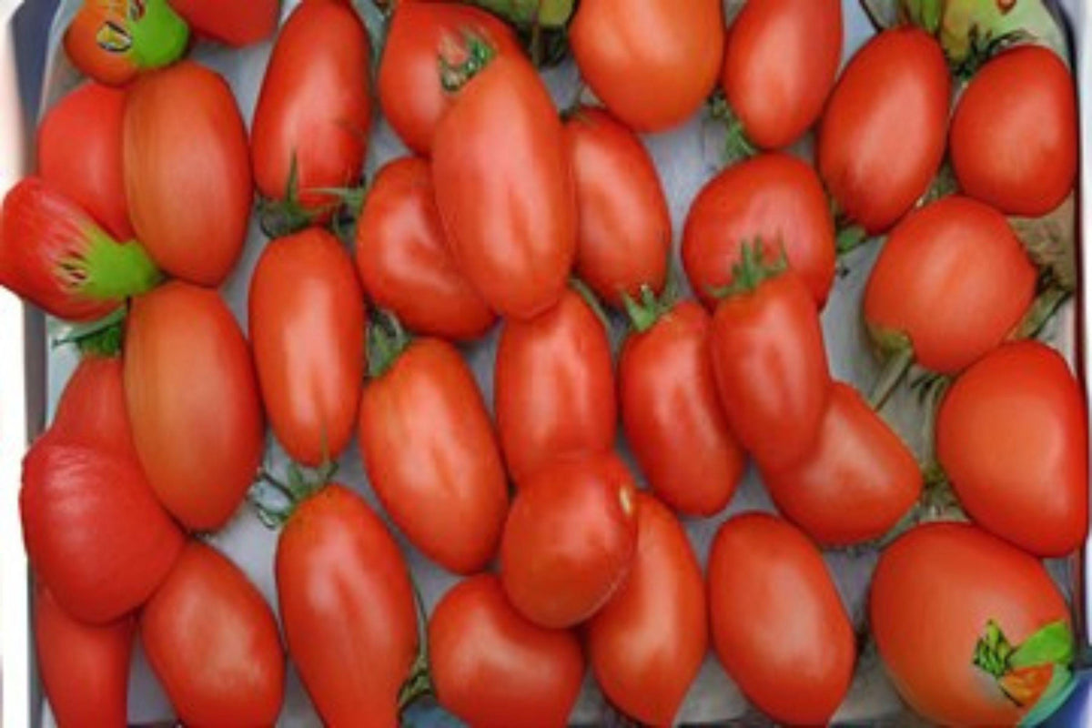 Tomato Floradel Seeds – Heirloom, Crack-Resistant, Large Red Fruits, Heat-Tolerant, Slicing & Salad, Solanum lycopersicum, 100 mg