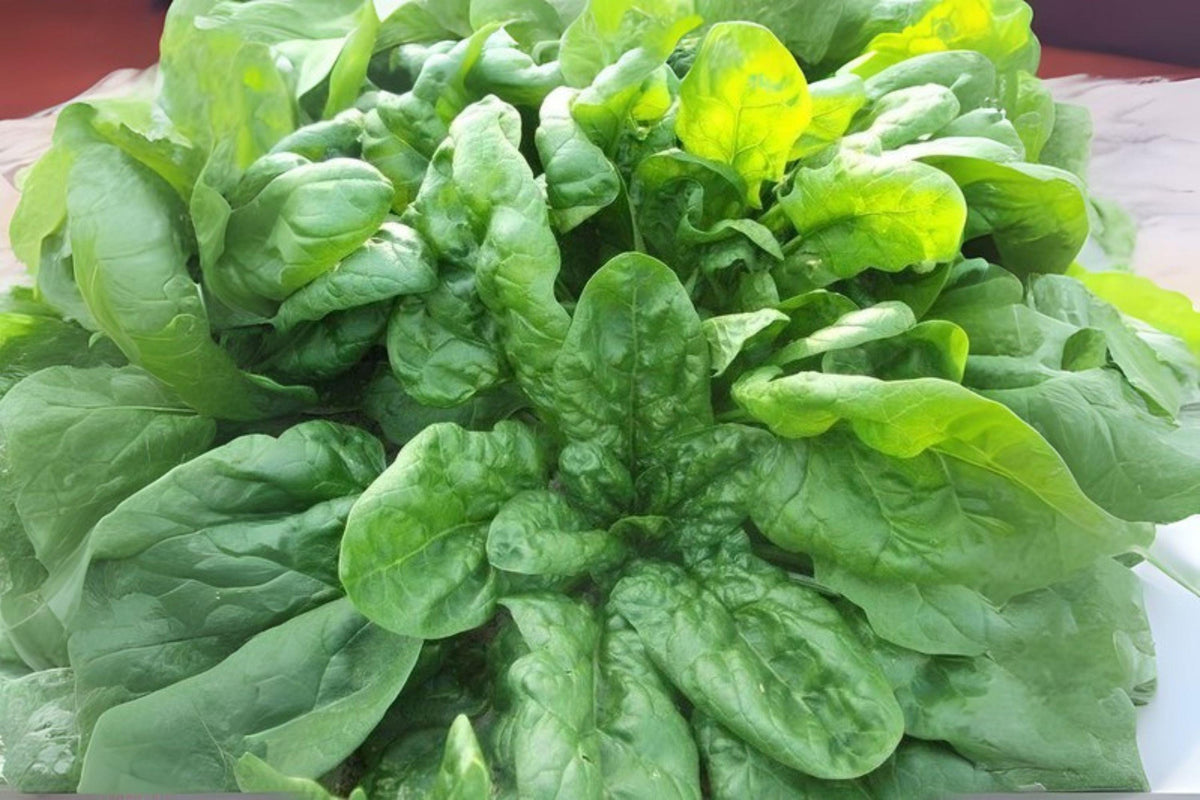 Spinach Viroflay Seeds 1g | Heirloom Giant Leafy Green for Salad, Cooking | Spinacia oleracea
