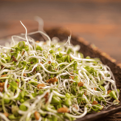 5 Part Salad Mix Sprout – 1,000 Seeds
