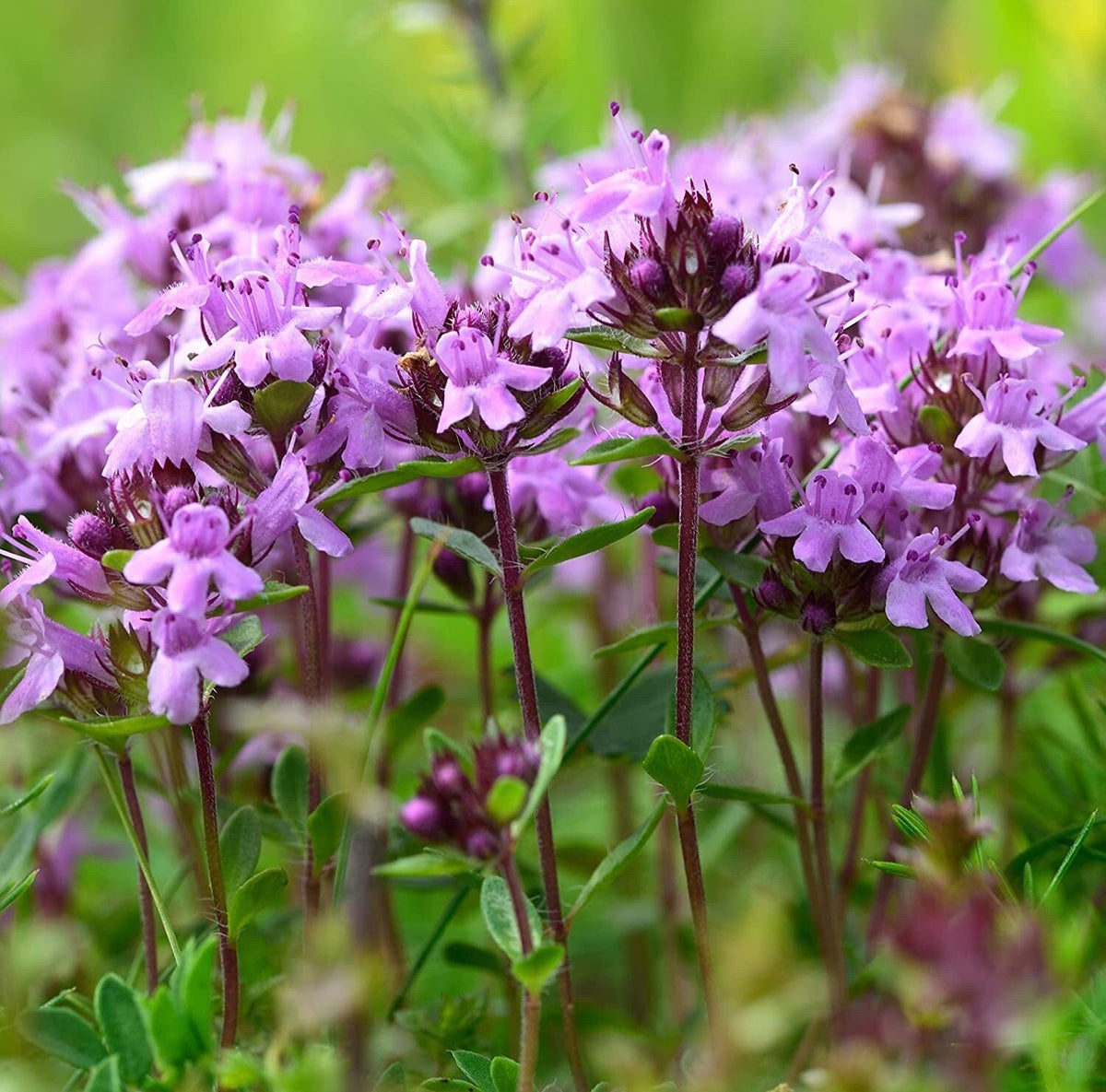 5000 Creeping Thyme Seeds - Easy-Care, Fragrant Ground Cover Thymus Serphyllum