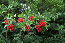 Red Elderberry Seeds, Sambucus racemosa, Hardy Wildlife Shrub, Bright Red Berries, Deciduous Plant, USDA Zones 3-7