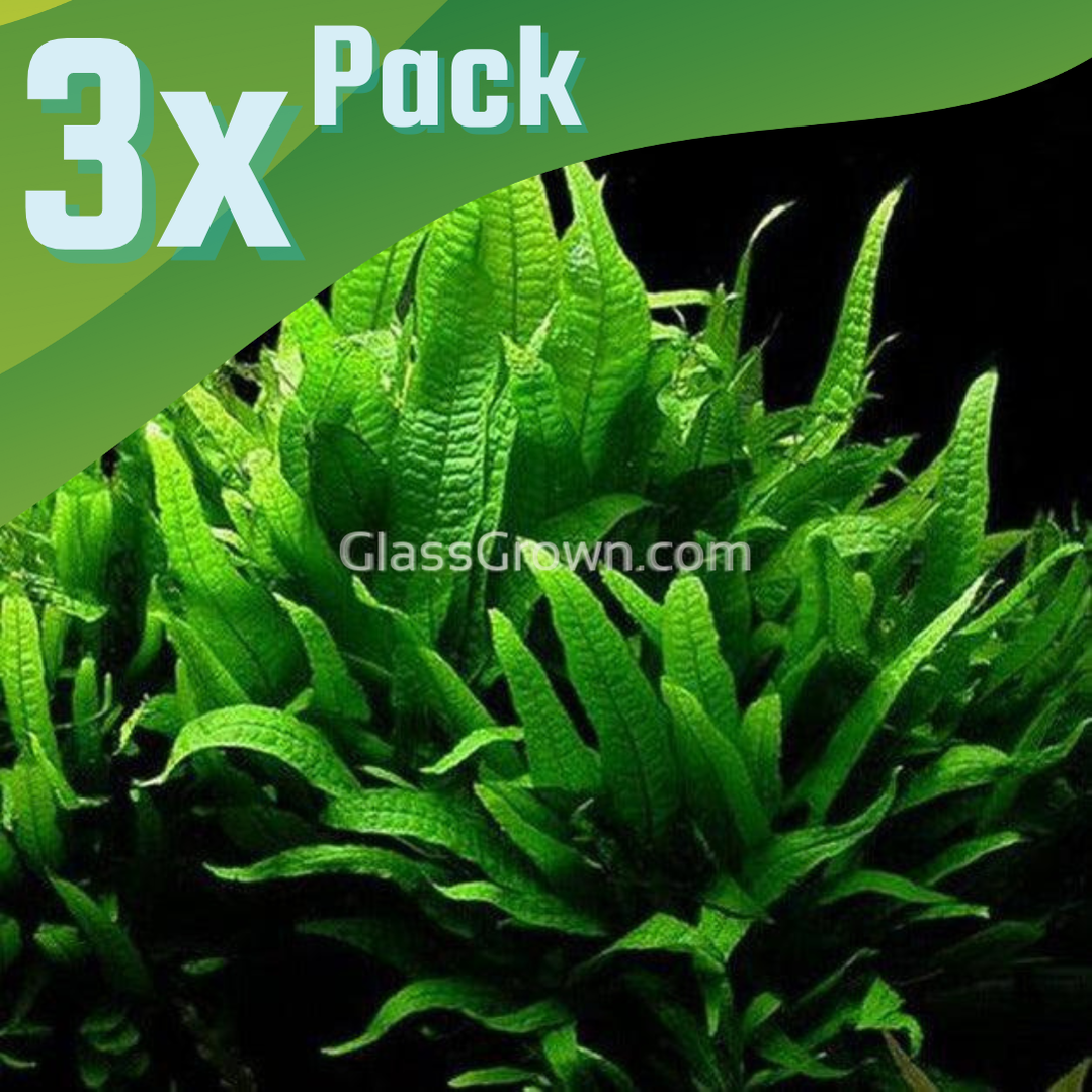 Java Fern